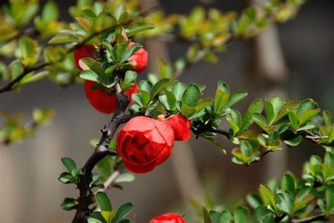 神仙花